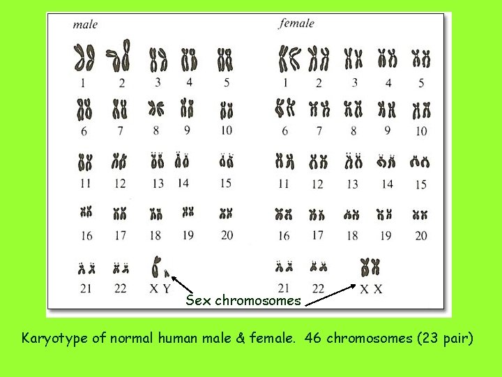 Sex chromosomes Karyotype of normal human male & female. 46 chromosomes (23 pair) 