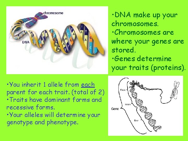  • DNA make up your chromosomes. • Chromosomes are where your genes are