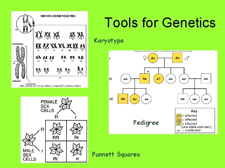 Tools for Genetics Karyotype Pedigree Punnett Squares 