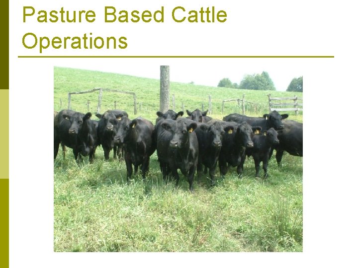 Pasture Based Cattle Operations 