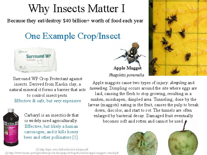 Why Insects Matter I Because they eat/destroy $40 billion+ worth of food each year