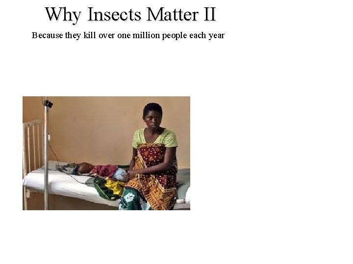 Why Insects Matter II Because they kill over one million people each year 