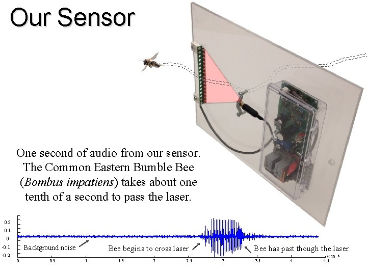 Our Sensor One second of audio from our sensor. The Common Eastern Bumble Bee