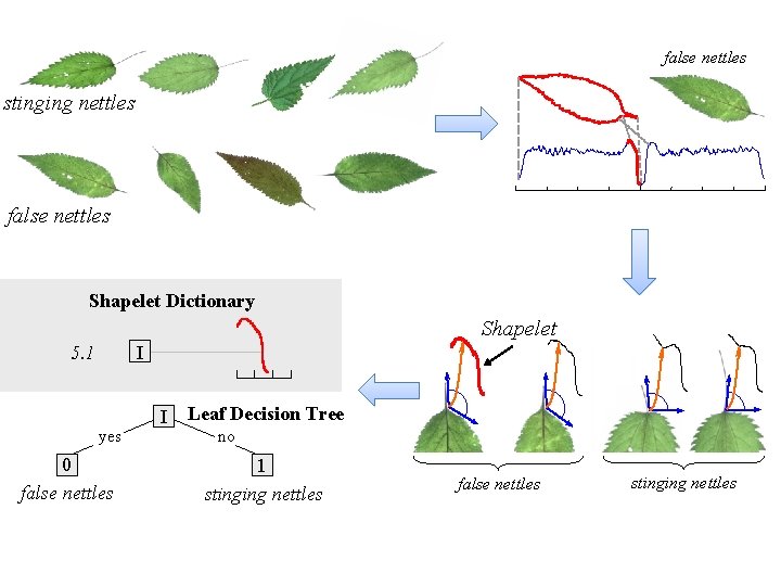 false nettles stinging nettles false nettles Shapelet Dictionary Shapelet 5. 1 yes 0 false