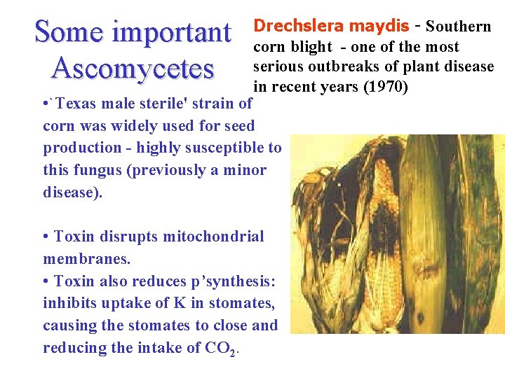 Some important Ascomycetes Drechslera maydis - Southern corn blight - one of the most