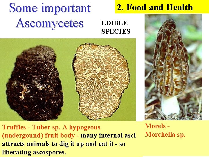 Some important Ascomycetes 2. Food and Health EDIBLE SPECIES Truffles - Tuber sp. A