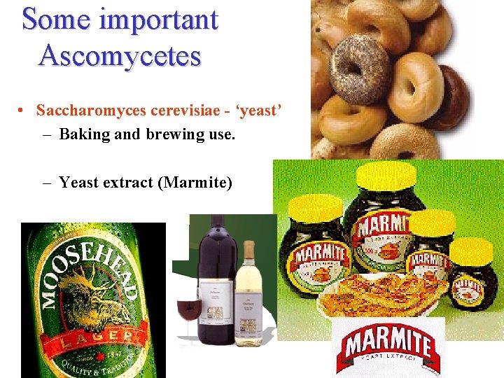 Some important Ascomycetes • Saccharomyces cerevisiae - ‘yeast’ – Baking and brewing use. –