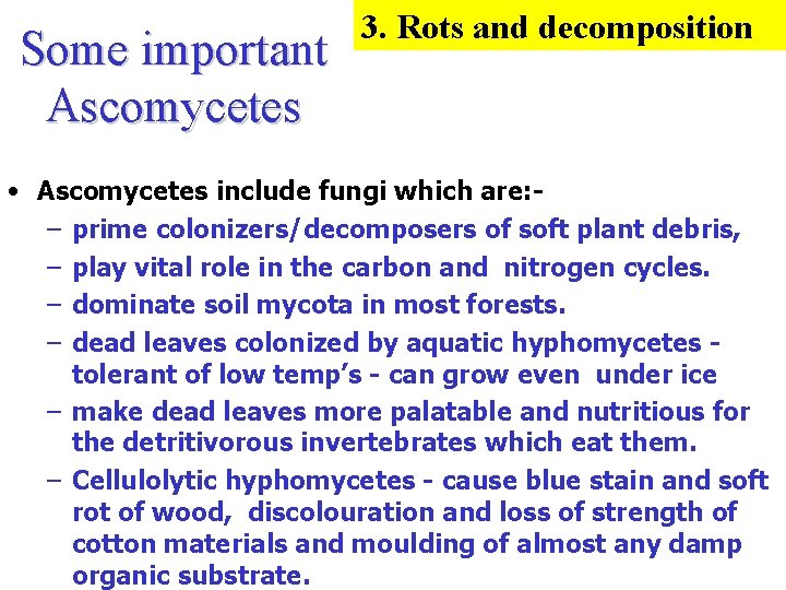 Some important Ascomycetes 3. Rots and decomposition • Ascomycetes include fungi which are: –