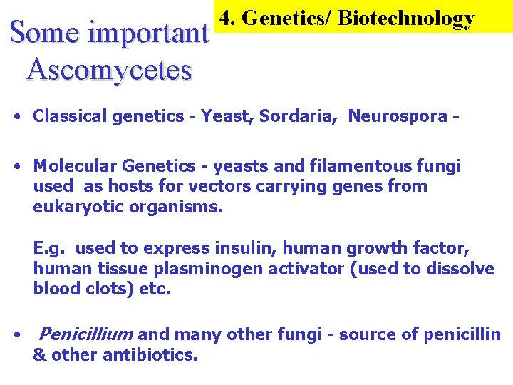 Some important Ascomycetes 4. Genetics/ Biotechnology • Classical genetics - Yeast, Sordaria, Neurospora •