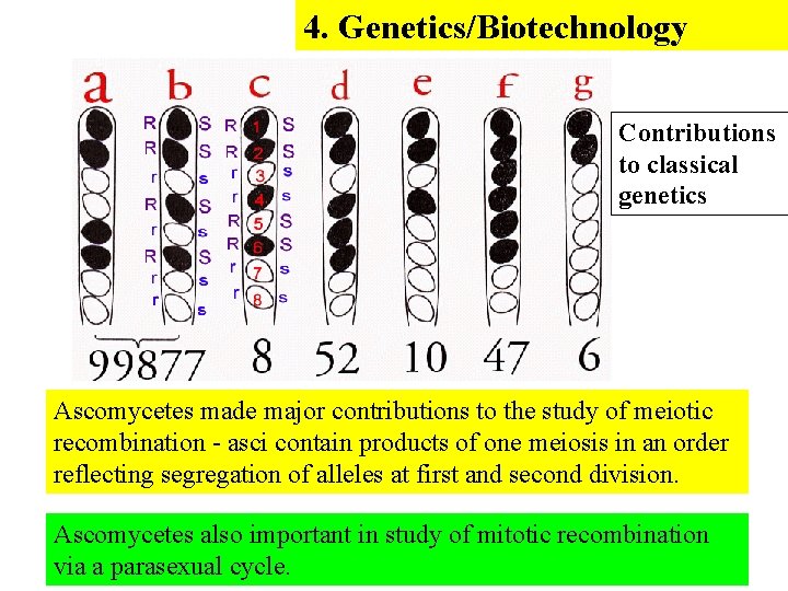 4. Genetics/Biotechnology Contributions to classical genetics Ascomycetes made major contributions to the study of