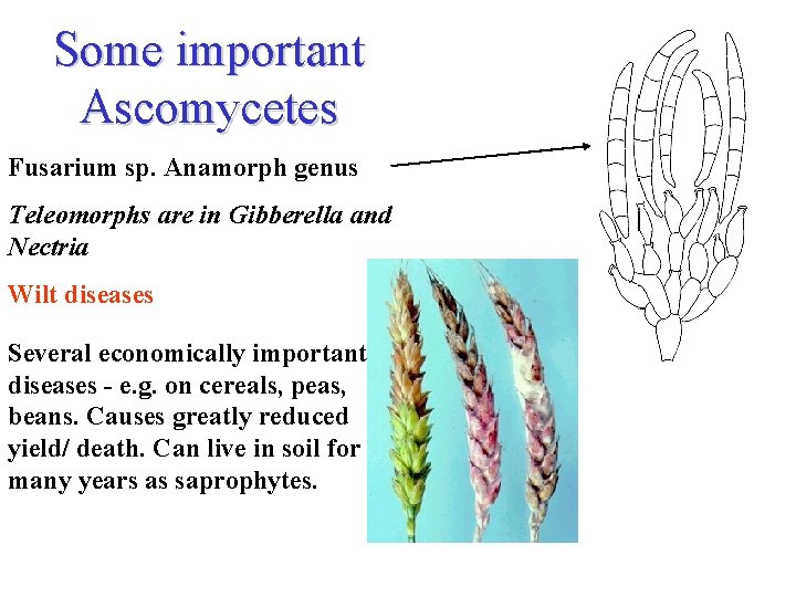 Some important Ascomycetes Fusarium sp. Anamorph genus Teleomorphs are in Gibberella and Nectria Wilt