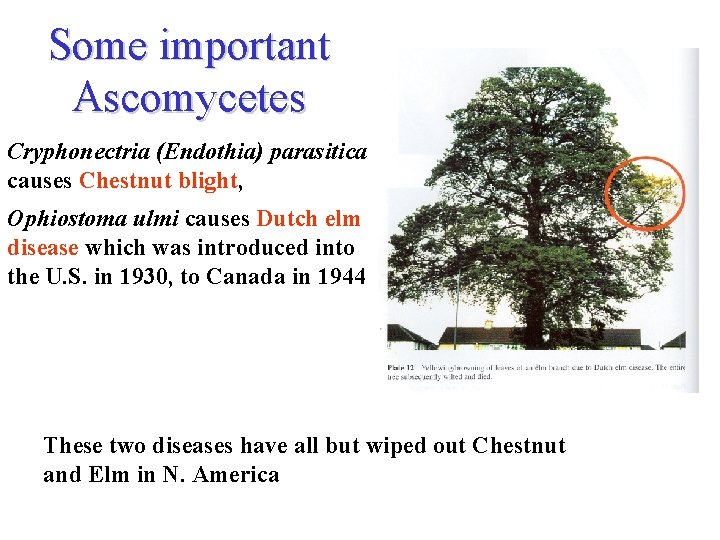 Some important Ascomycetes Cryphonectria (Endothia) parasitica causes Chestnut blight, Ophiostoma ulmi causes Dutch elm