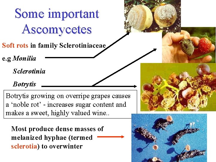 Some important Ascomycetes Soft rots in family Sclerotiniaceae e. g Monilia Sclerotinia Botrytis growing