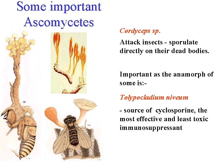 Some important Ascomycetes Cordyceps sp. Attack insects - sporulate directly on their dead bodies.