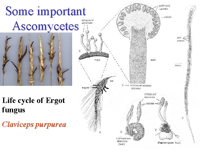 Some important Ascomycetes Life cycle of Ergot fungus Claviceps purpurea. 