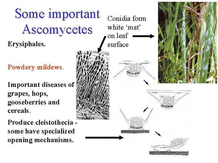Some important Ascomycetes Erysiphales. Powdery mildews. Important diseases of grapes, hops, gooseberries and cereals.