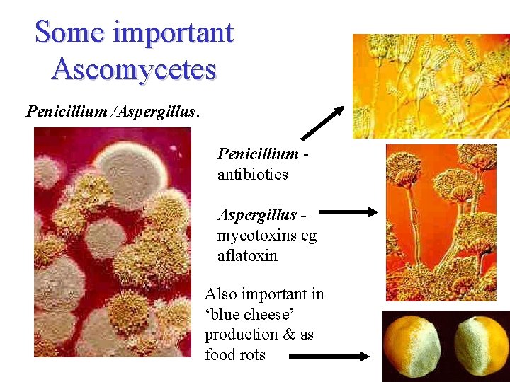 Some important Ascomycetes Penicillium /Aspergillus. Penicillium antibiotics Aspergillus mycotoxins eg aflatoxin Also important in