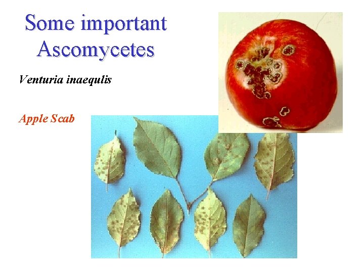 Some important Ascomycetes Venturia inaequlis Apple Scab 