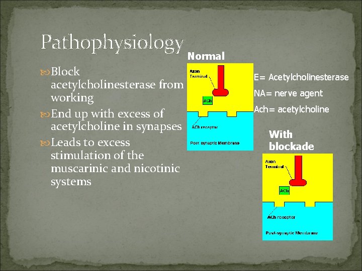 Pathophysiology Block acetylcholinesterase from working End up with excess of acetylcholine in synapses Leads