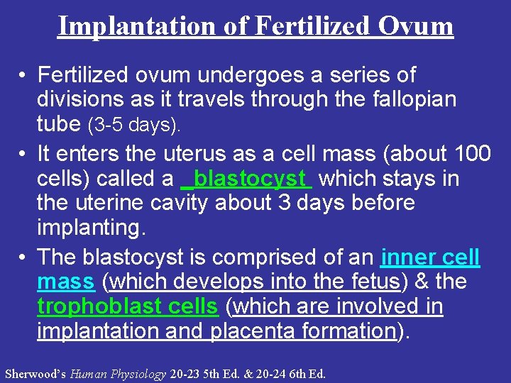 Implantation of Fertilized Ovum • Fertilized ovum undergoes a series of divisions as it