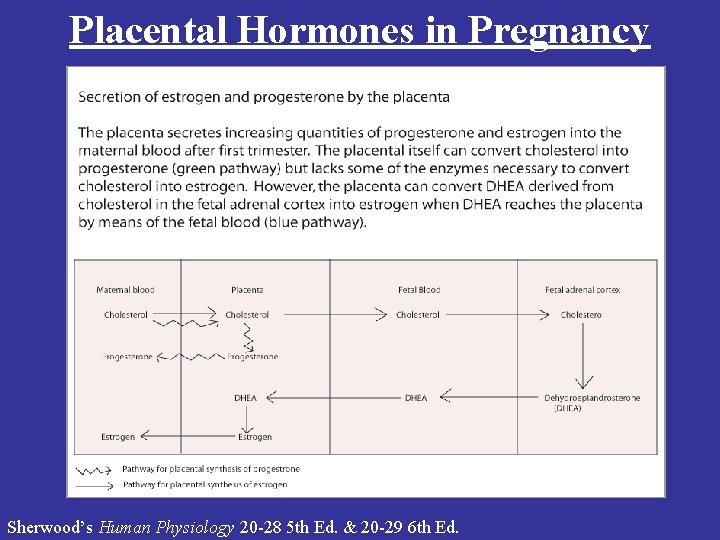 Placental Hormones in Pregnancy Sherwood’s Human Physiology 20 -28 5 th Ed. & 20