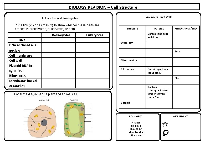BIOLOGY REVISION – Cell Structure Animal & Plant Cells Eukaryotes and Prokaryotes Put a