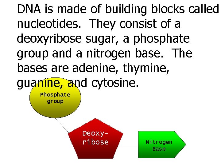 DNA is made of building blocks called nucleotides. They consist of a deoxyribose sugar,