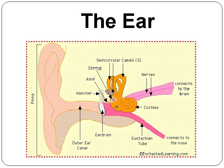 The Ear 