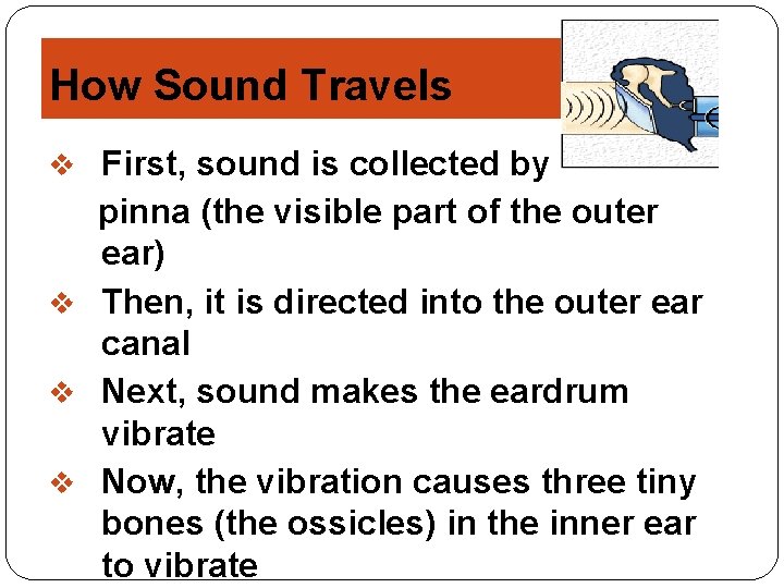 How Sound Travels v First, sound is collected by the pinna (the visible part