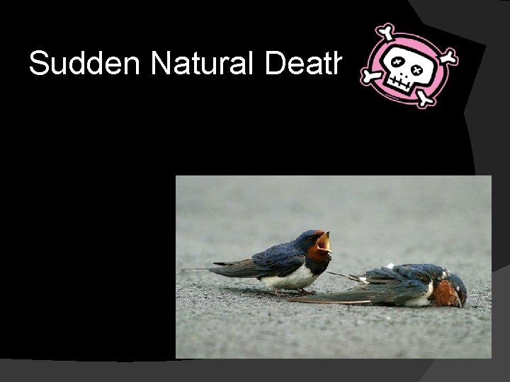 Sudden Natural Death 