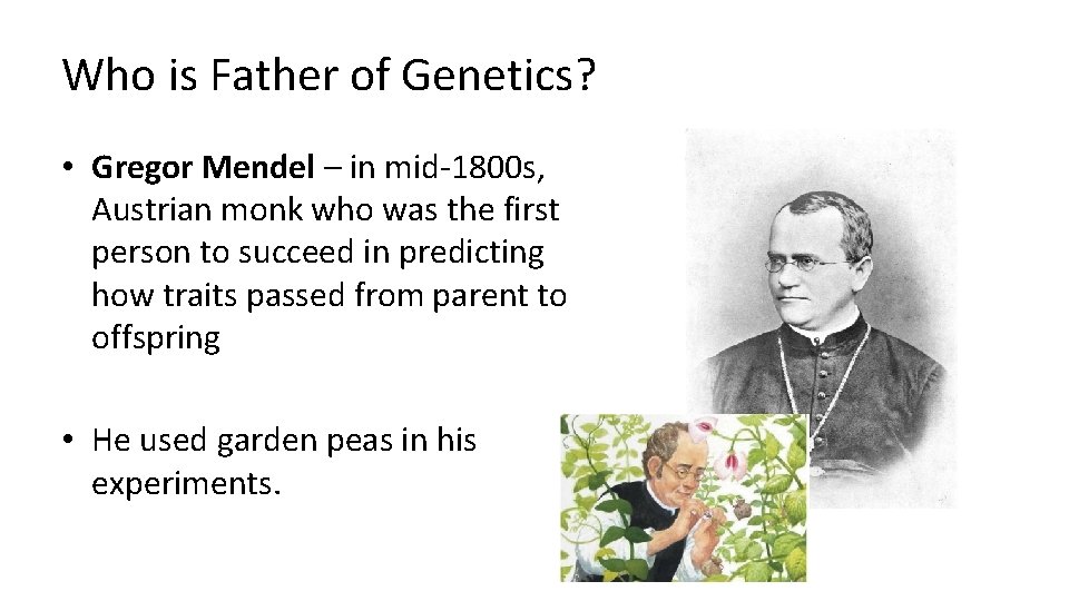 Who is Father of Genetics? • Gregor Mendel – in mid-1800 s, Austrian monk