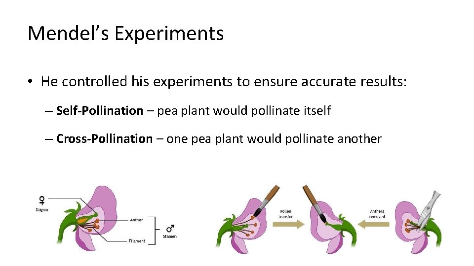 Mendel’s Experiments • He controlled his experiments to ensure accurate results: – Self-Pollination –