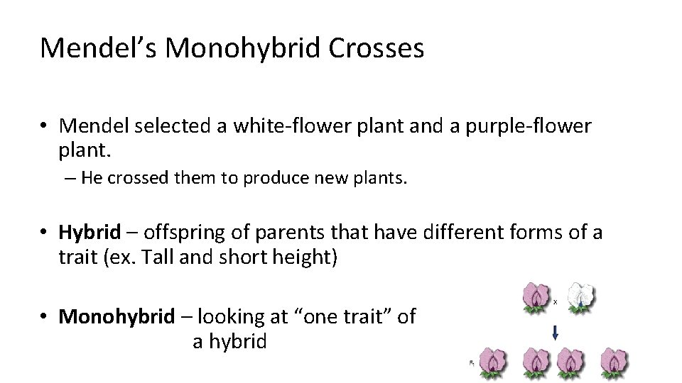 Mendel’s Monohybrid Crosses • Mendel selected a white-flower plant and a purple-flower plant. –