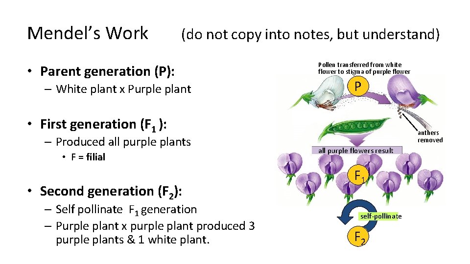 Mendel’s Work (do not copy into notes, but understand) • Parent generation (P): –