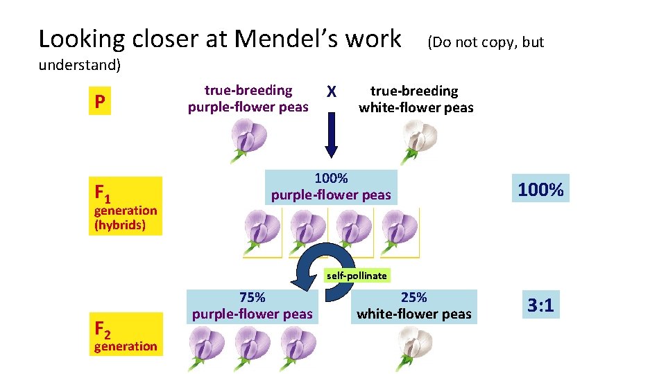 Looking closer at Mendel’s work (Do not copy, but understand) P F 1 generation