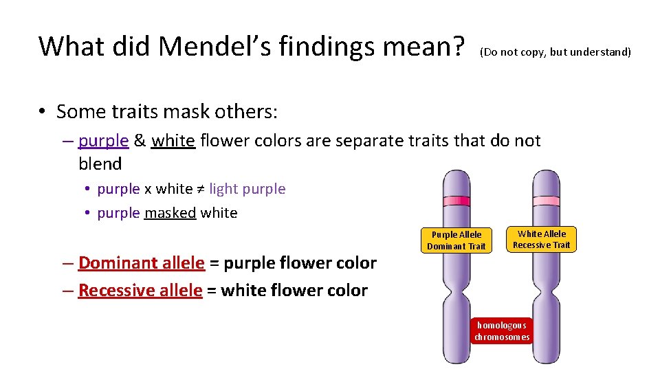 What did Mendel’s findings mean? (Do not copy, but understand) • Some traits mask