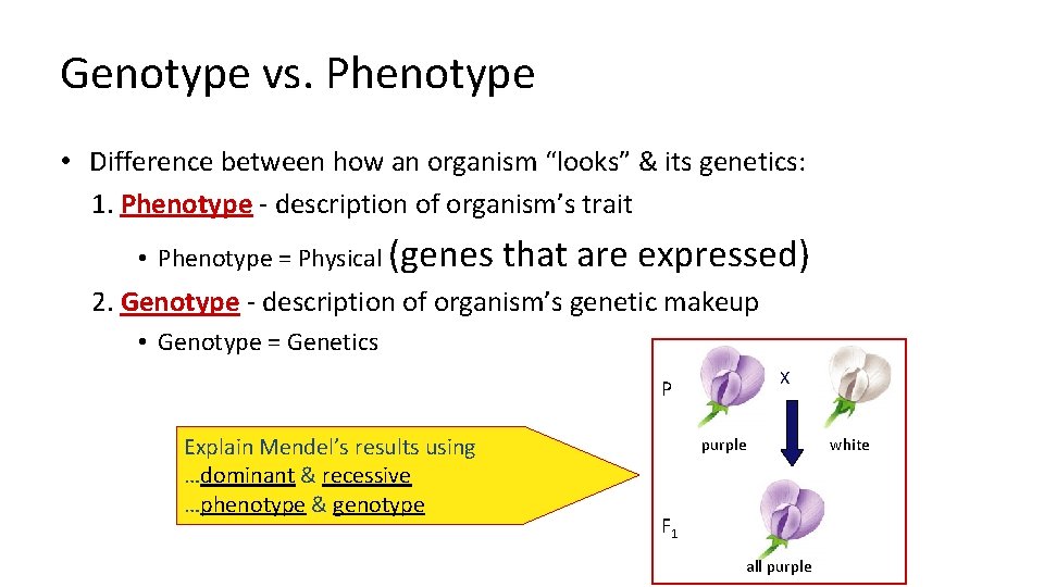 Genotype vs. Phenotype • Difference between how an organism “looks” & its genetics: 1.