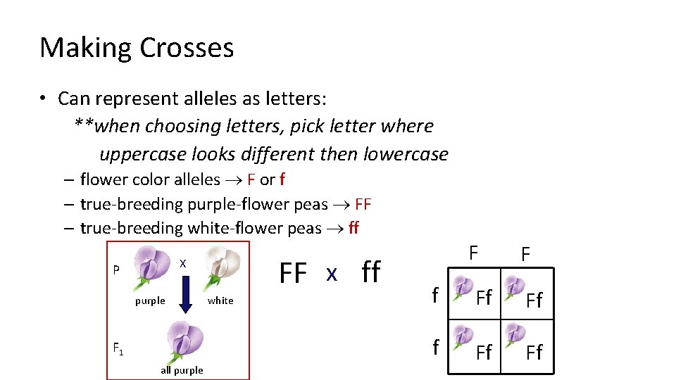 Making Crosses • Can represent alleles as letters: **when choosing letters, pick letter where
