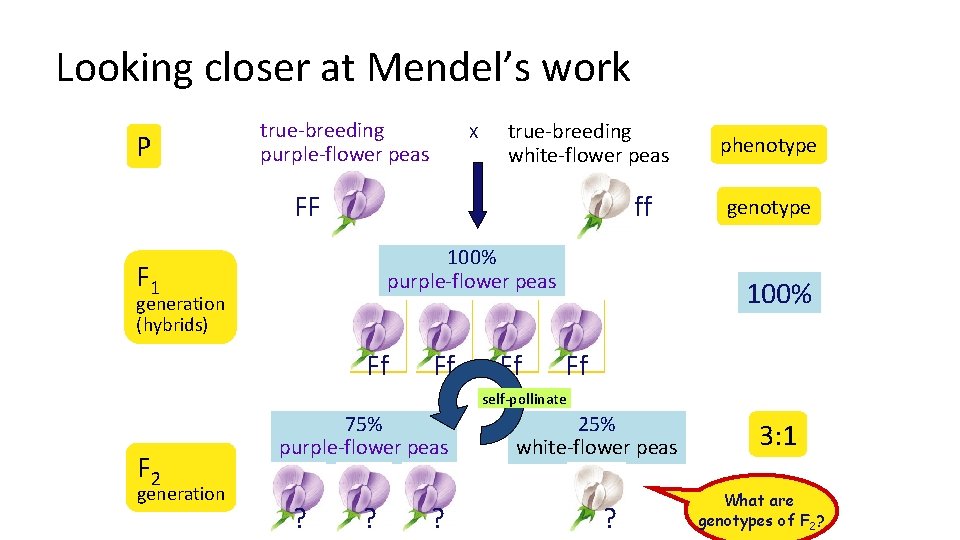 Looking closer at Mendel’s work P true-breeding purple-flower peas X true-breeding white-flower peas ff