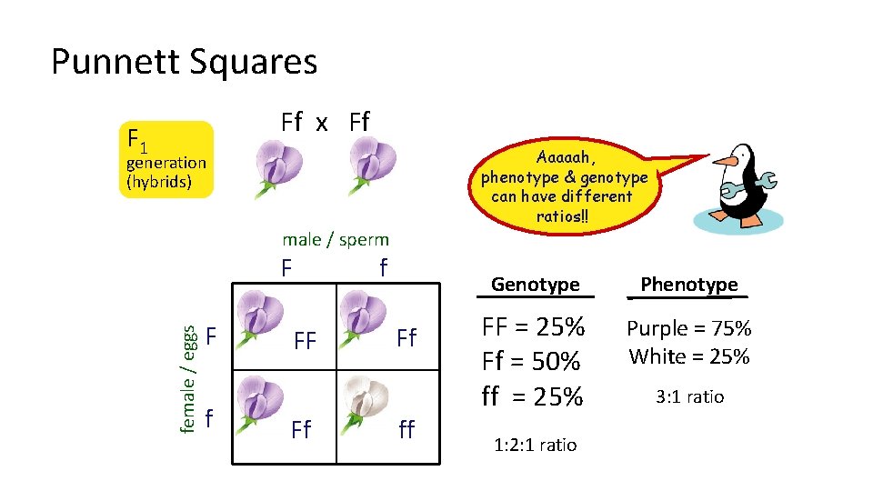 Punnett Squares Ff x Ff F 1 Aaaaah, phenotype & genotype can have different