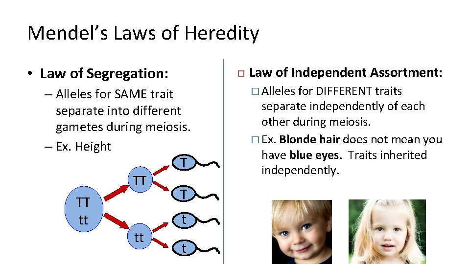 Mendel’s Laws of Heredity • Law of Segregation: – Alleles for SAME trait separate