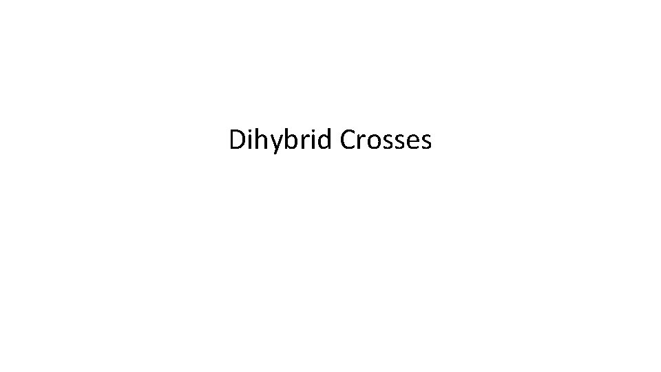 Dihybrid Crosses 