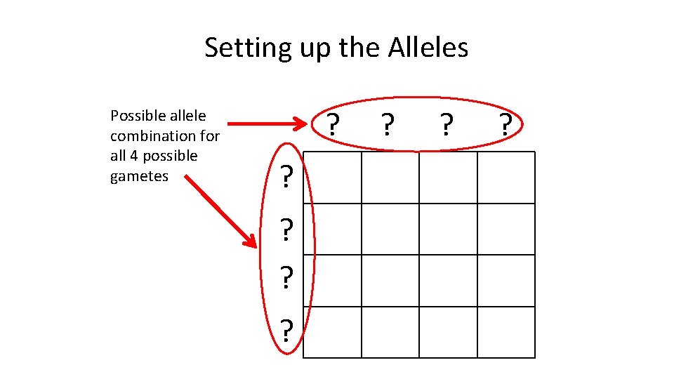 Setting up the Alleles Possible allele combination for all 4 possible gametes ? ?