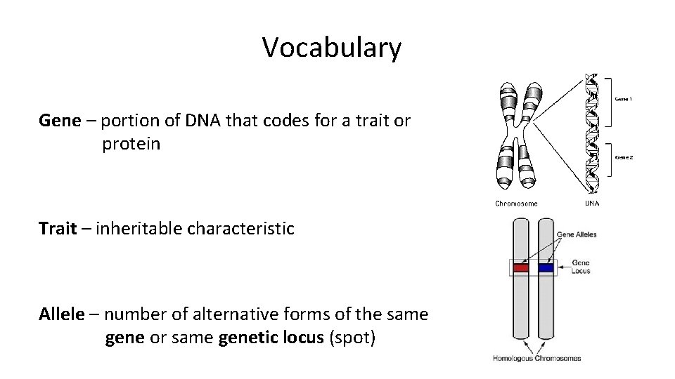Vocabulary Gene – portion of DNA that codes for a trait or protein Trait