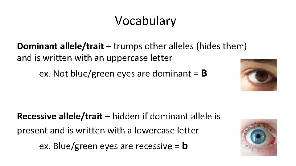 Vocabulary Dominant allele/trait – trumps other alleles (hides them) and is written with an