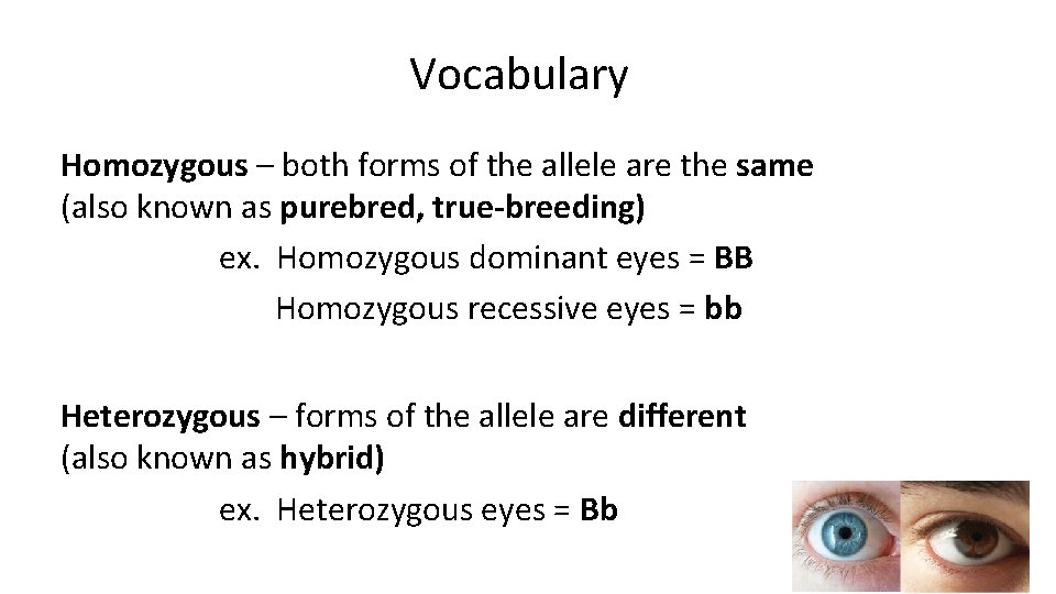 Vocabulary Homozygous – both forms of the allele are the same (also known as