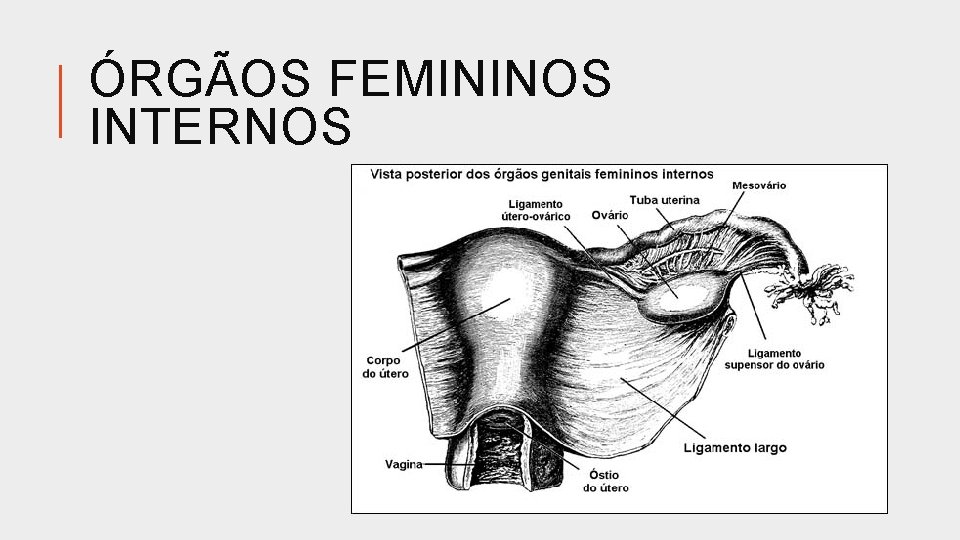 ÓRGÃOS FEMININOS INTERNOS 