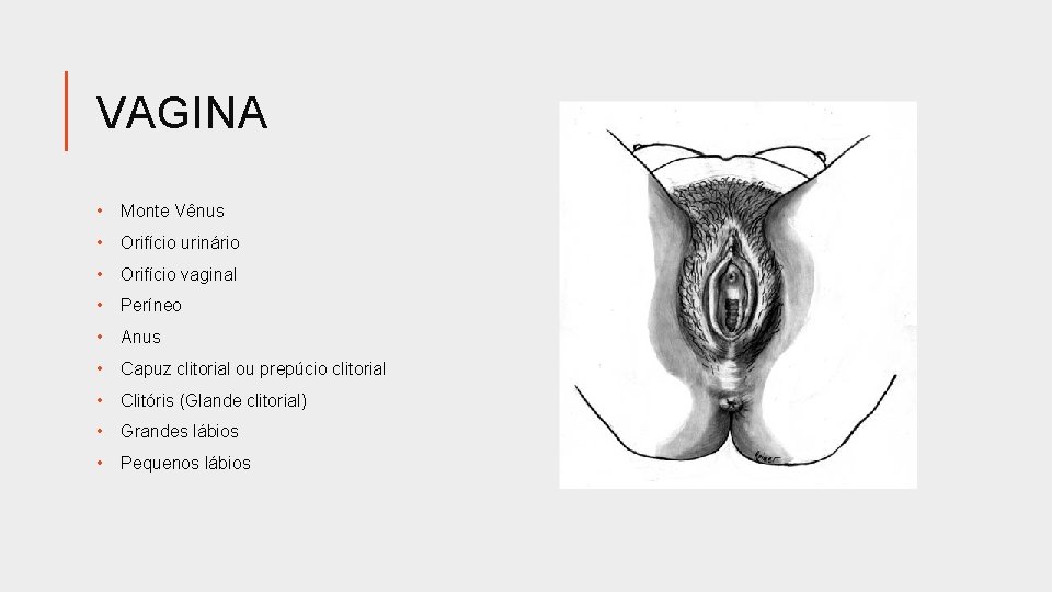 VAGINA • Monte Vênus • Orifício urinário • Orifício vaginal • Períneo • Anus