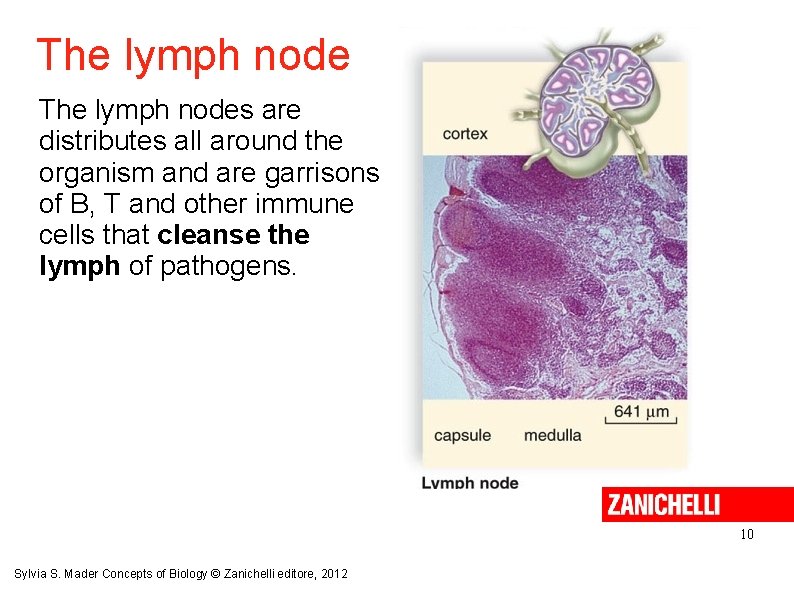 The lymph nodes are distributes all around the organism and are garrisons of B,