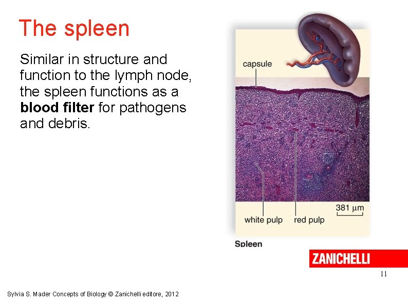 The spleen Similar in structure and function to the lymph node, the spleen functions